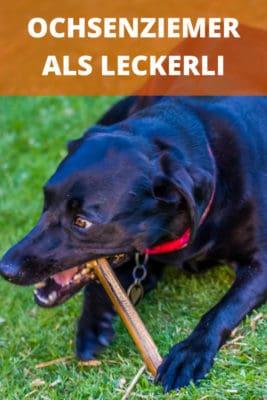 Ochsenziemer als Leckerlie für Hunde