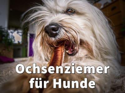 Ochsenziemer für Hunde: Gesunder Kauspaß, auch für Welpen?