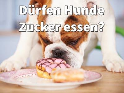 Dürfen Hunde Zucker essen? Schlecht für Zähne, ungesund fürs Gewicht