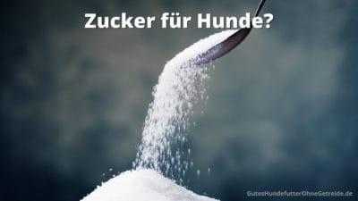 Keinen Zucker für Hunde