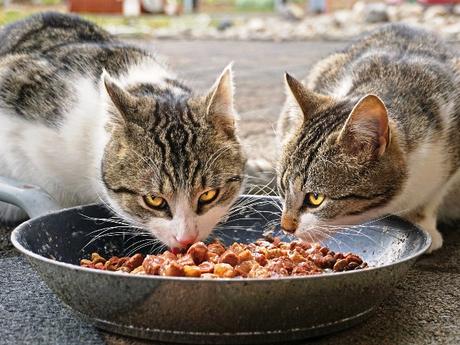 Hochwertiges Katzenfutter – Woran erkennt man es?