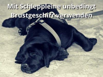 Mit Schleppleine unbedingt Brustgeschirr verwenden