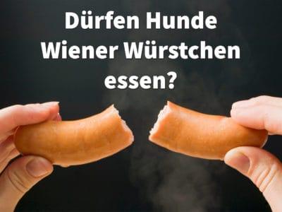 Dürfen Hunde Wiener Würstchen essen?