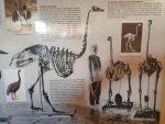 Informationstafeln zum ausgestorbenen Elefantenvogel im Mozea Akiba Museum, Mahajanga, Madagaskar
