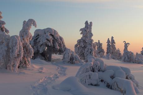Halipuu – Skandinavische Bäume adoptieren in der Nähe vom Weihnachtsmann