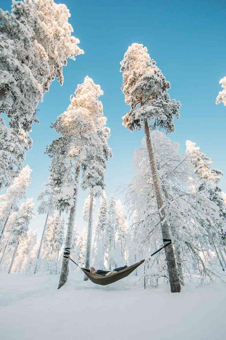 Halipuu – Skandinavische Bäume adoptieren in der Nähe vom Weihnachtsmann
