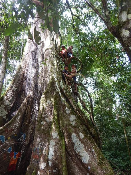 Schoenes Spendeprojekt für Erhalt der Amazonas
