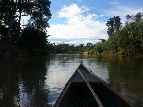 Amazonas Regenwald retten!