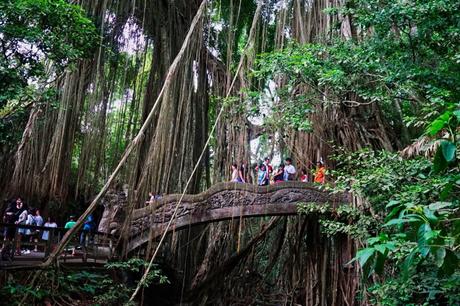 Sacred Monkey Forest – der Affenwald von Ubud. Lohnt es sich?