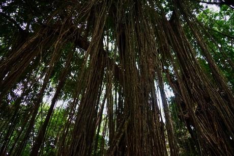 Sacred Monkey Forest – der Affenwald von Ubud. Lohnt es sich?