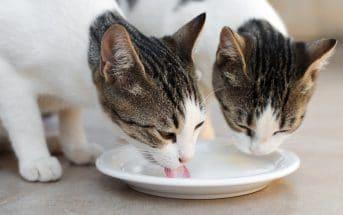 Sollten Katzen Milch trinken? Und wie ist es mit spezieller Katzenmilch oder laktosefreier Milch?