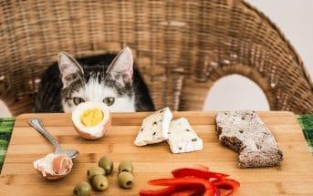 Katze Menschenessen - Was dürfen Katzen nicht fressen?