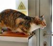 Bild / Foto: Rollige Katze maunzt, Rolligkeit bei Katzen
