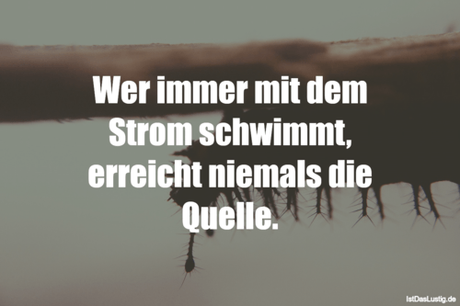 Lustiger BilderSpruch - Wer immer mit dem Strom schwimmt, erreicht...