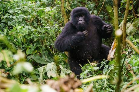 Die Gorillas von Virunga