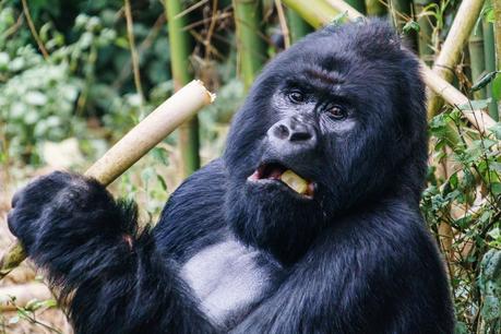 Die Gorillas von Virunga