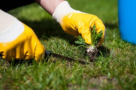 Unkraut im Rasen kann mit Hilfe eines Spatens beseitigt werden.