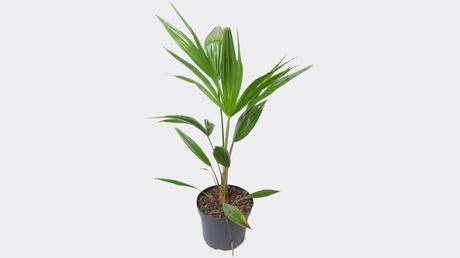 Die Hanfpalme ist eine wunderschöne Palme, die viel Sonne verträgt und gleichzeitig mit etwas weniger Wasser auskommt.