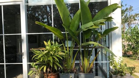 Wer nach Tropen-Feeling sucht, ist mit Bananen- oder Ananas-Pflanzen gut bedient. Natürlich vertragen diese Tropenpflanzen auch viel Sonne.