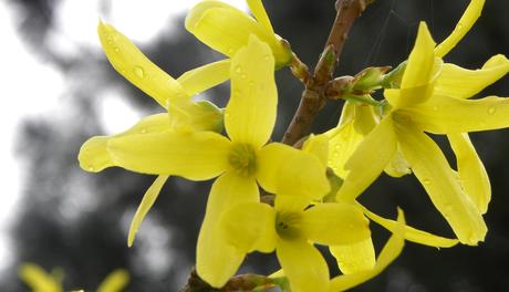 Foto: Erste Blüten des Forsythiers gesichtet