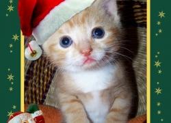 Animierte geburtstagskarten mit katzen