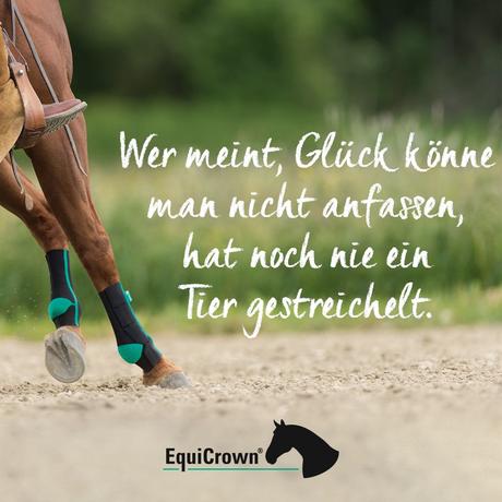 Geburtstagswunsche fur einen reiter