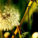 NEVER forget #weremember