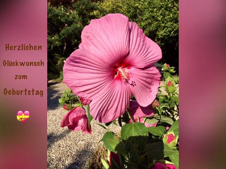 Gluckwunsche geburtstag und genesung