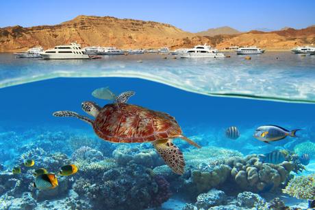 Wassertemperatur Hurghada: Schildkröte im Roten Meer