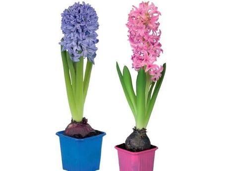 Schloss wilhelminenberg valentinstag