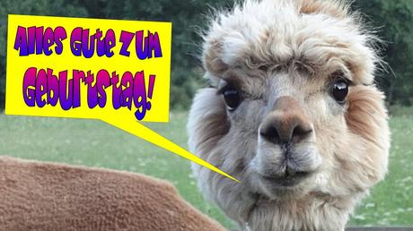 Geburtstagswunsche fur tiere