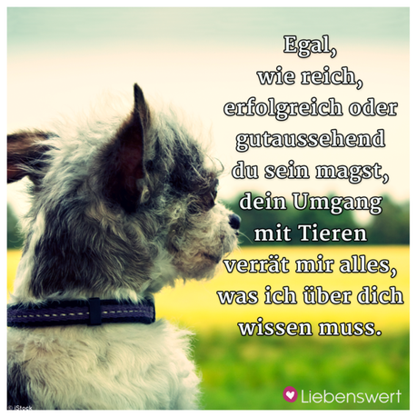 Geburtstagswunsche fur tiere