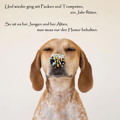 Geburtstagswunsche fur tiere