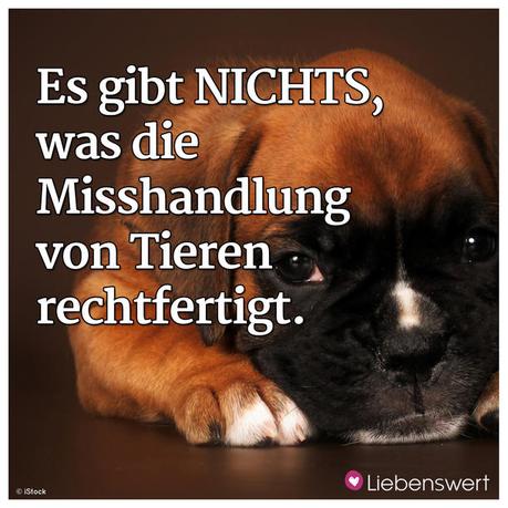 Geburtstagswunsche fur tiere