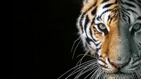 Hochzeitswunsche musik