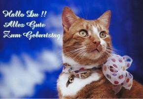 Lustige tierische geburtstagswunsche