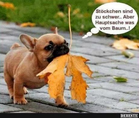 Lustige tierische geburtstagswunsche