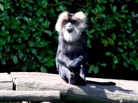 Lustige tierische geburtstagswunsche