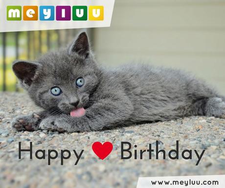 Lustige tierische geburtstagswunsche