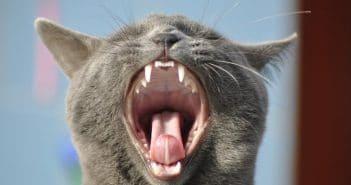 Bild / Foto: Katzenmaul - Mundgeruch bei Katzen