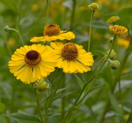 Ich wunsche einen schonen tag niederlandisch