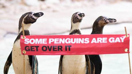 Ich wunsche mir einen pinguin