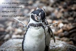 Ich wunsche mir einen pinguin