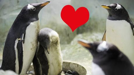 Ich wunsche mir einen pinguin