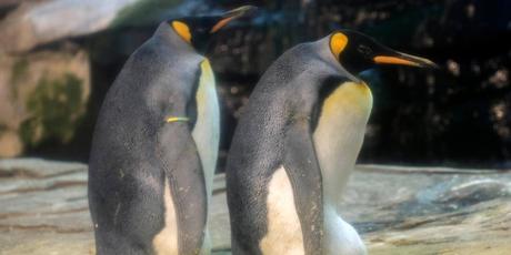 Ich wunsche mir einen pinguin