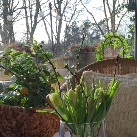 Friday-Flowerday – oder – Tulips in the sunshine