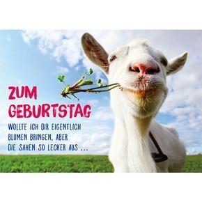 Lustige geburtstagswunsche blumen