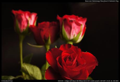 Valentinstag 1 rose