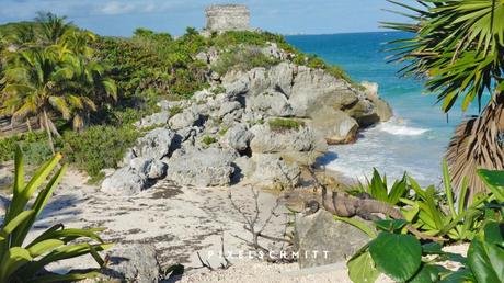 Tulum als Klischeebild: Ruinen am Strand und ein fotogener Iguana