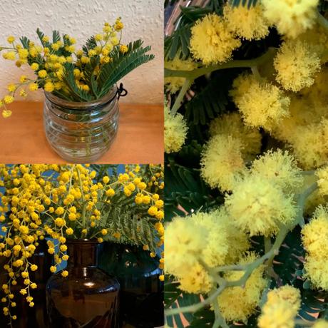 Friday-Flowerday – oder – Mimosig oder bunt